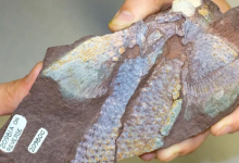 研究人員解釋了魚鰭是如何進(jìn)化為肢體的