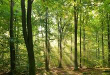 森林正在發(fā)生變化 以響應人類行為和野火等自然過程的結合