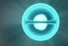 胸腺中的細胞競爭對于健康的生物至關(guān)重要