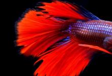 日常生活:魚(yú)為什么能在水里游