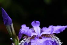 日常生活:鳶尾花的花語(yǔ)是什么