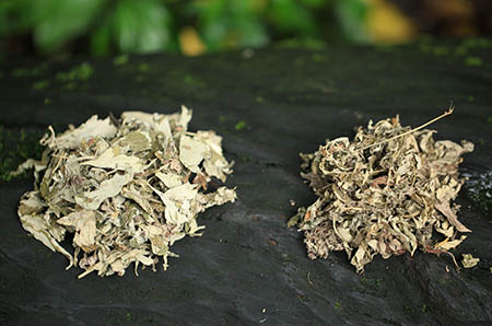 烏賊簡(jiǎn)筆畫(huà)2