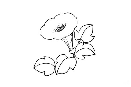 喇叭花彩色簡(jiǎn)筆畫(huà)的畫(huà)法3
