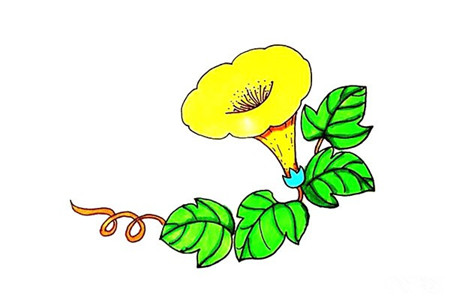 喇叭花彩色簡(jiǎn)筆畫(huà)的畫(huà)法4