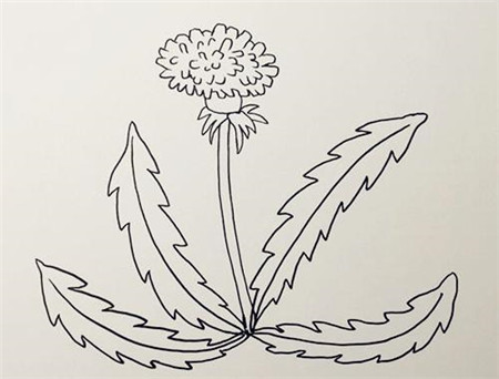 蒲公英簡(jiǎn)筆畫彩色步驟2