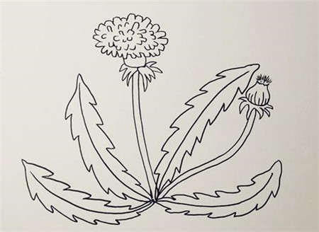蒲公英簡(jiǎn)筆畫彩色步驟3