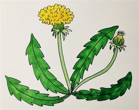 蒲公英簡(jiǎn)筆畫彩色步驟4