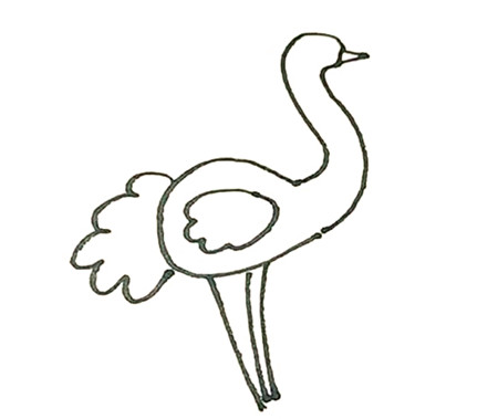 鴕鳥彩色簡(jiǎn)筆畫的畫法3