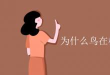 教育資訊:為什么鳥(niǎo)在樹(shù)上用in而不用on