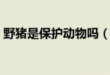 野豬是保護(hù)動(dòng)物嗎（野豬屬于幾級(jí)保護(hù)動(dòng)物）