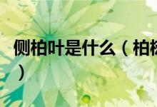 側(cè)柏葉是什么（柏樹葉煮水的功效治療皮膚?。?class=