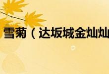 雪菊（達(dá)坂城金燦燦的雪菊花海等你來采摘）