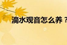 滴水觀音怎么養(yǎng)？用什么土養(yǎng)滴水觀音