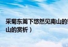 采菊東籬下悠然見南山的菊花的品質（采菊東籬下悠然見南山的賞析）