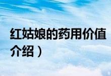 紅姑娘的藥用價值（關于紅姑娘的藥用價值的介紹）