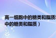 高一細胞中的糖類和脂質(zhì)筆記（高中生物知識點總結(jié)：細胞中的糖類和脂質(zhì)）